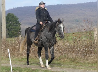 Vollblutaraber, Wallach, 4 Jahre, 158 cm, Schimmel