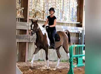 Vollblutaraber, Wallach, 4 Jahre, 158 cm, Tobiano-alle-Farben