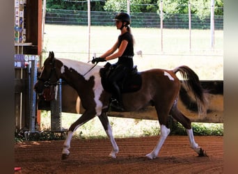 Vollblutaraber, Wallach, 4 Jahre, 158 cm, Tobiano-alle-Farben