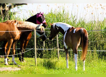 Vollblutaraber, Wallach, 4 Jahre, 158 cm, Tobiano-alle-Farben