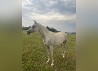 Vollblutaraber, Wallach, 4 Jahre, 159 cm, Schimmel