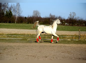 Vollblutaraber, Wallach, 4 Jahre, 160 cm, Schimmel
