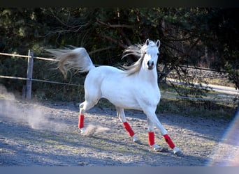 Vollblutaraber, Wallach, 4 Jahre, 160 cm, Schimmel
