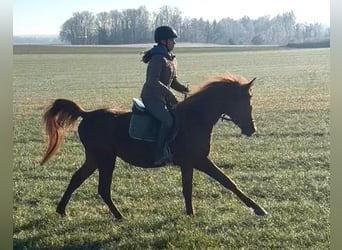 Vollblutaraber, Wallach, 4 Jahre, Fuchs