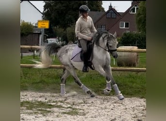 Vollblutaraber, Wallach, 5 Jahre, 148 cm, Apfelschimmel