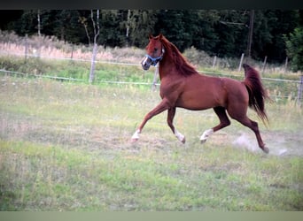 Vollblutaraber, Wallach, 5 Jahre, 148 cm, Dunkelfuchs