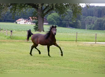 Vollblutaraber, Wallach, 5 Jahre, 150 cm, Dunkelbrauner