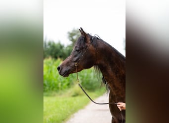 Vollblutaraber, Wallach, 5 Jahre, 150 cm, Dunkelbrauner