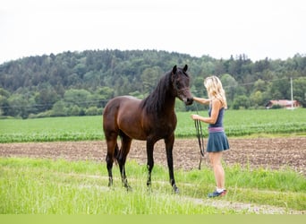 Vollblutaraber, Wallach, 5 Jahre, 150 cm, Dunkelbrauner