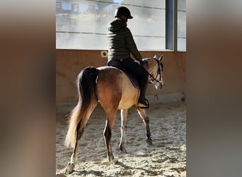 Vollblutaraber, Wallach, 5 Jahre, 154 cm, Schimmel