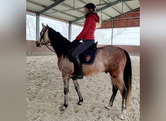 Vollblutaraber, Wallach, 5 Jahre, 154 cm, Schimmel