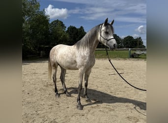 Vollblutaraber, Wallach, 5 Jahre, 155 cm, Apfelschimmel