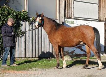 Vollblutaraber, Wallach, 5 Jahre, 155 cm, Brauner