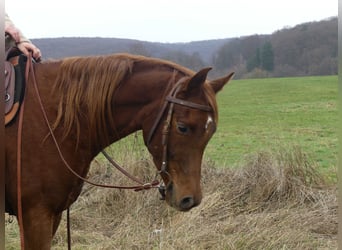 Vollblutaraber, Wallach, 5 Jahre, 155 cm, Fuchs
