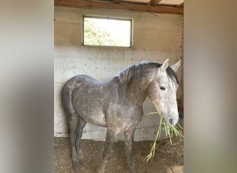 Vollblutaraber, Wallach, 5 Jahre, 155 cm, Schimmel