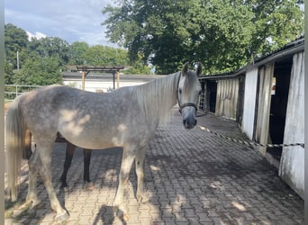 Vollblutaraber, Wallach, 5 Jahre, 156 cm, Schimmel