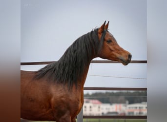Vollblutaraber, Wallach, 5 Jahre, 157 cm, Brauner