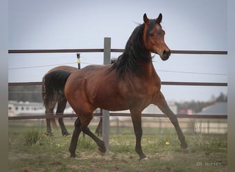 Vollblutaraber, Wallach, 5 Jahre, 157 cm, Brauner