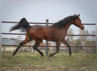 Vollblutaraber, Wallach, 5 Jahre, 157 cm, Brauner