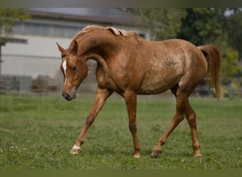 Vollblutaraber, Wallach, 5 Jahre, 158 cm, Rabicano