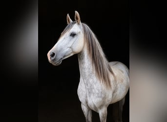 Vollblutaraber, Wallach, 6 Jahre, 151 cm, Schimmel