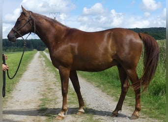 Vollblutaraber, Wallach, 6 Jahre, 153 cm, Fuchs