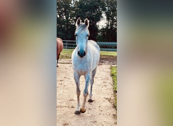 Vollblutaraber, Wallach, 6 Jahre, 154 cm, Schimmel