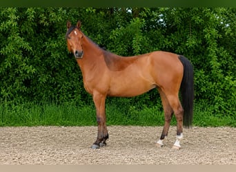Vollblutaraber, Wallach, 6 Jahre, 155 cm, Brauner