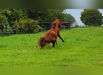 Vollblutaraber, Wallach, 6 Jahre, 155 cm, Fuchs
