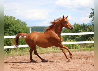 Vollblutaraber, Wallach, 6 Jahre, 156 cm, Fuchs