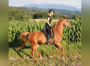 Vollblutaraber, Wallach, 6 Jahre, 156 cm, Fuchs