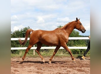 Vollblutaraber, Wallach, 6 Jahre, 156 cm, Fuchs