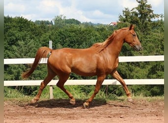 Vollblutaraber, Wallach, 6 Jahre, 156 cm, Fuchs