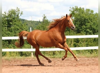 Vollblutaraber, Wallach, 6 Jahre, 156 cm, Fuchs