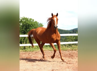 Vollblutaraber, Wallach, 6 Jahre, 156 cm, Fuchs