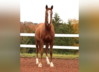 Vollblutaraber, Wallach, 6 Jahre, 157 cm, Rabicano