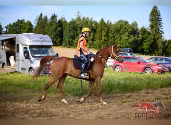 Vollblutaraber, Wallach, 6 Jahre, 157 cm, Rotfuchs