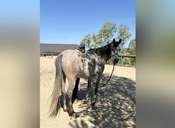 Vollblutaraber, Wallach, 6 Jahre, 158 cm, Apfelschimmel