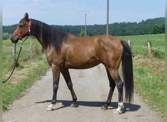 Vollblutaraber, Wallach, 6 Jahre, 158 cm, Dunkelbrauner