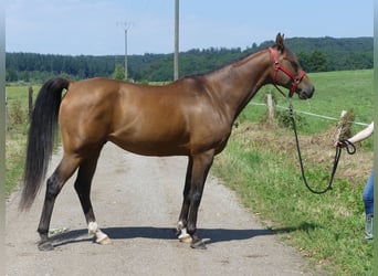 Vollblutaraber, Wallach, 6 Jahre, 158 cm, Dunkelbrauner
