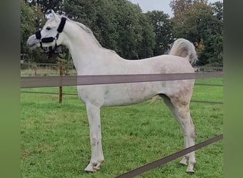Vollblutaraber, Wallach, 6 Jahre, 163 cm, Schimmel