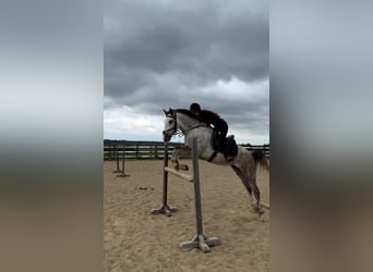 Vollblutaraber, Wallach, 6 Jahre, 165 cm, Apfelschimmel