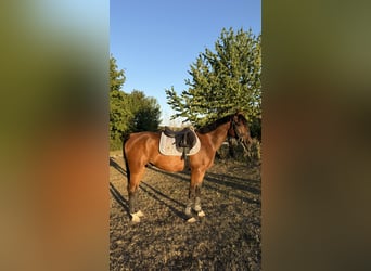 Vollblutaraber, Wallach, 7 Jahre, 150 cm, Brauner
