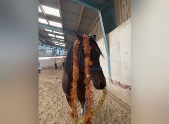 Vollblutaraber, Wallach, 7 Jahre, 150 cm, Brauner