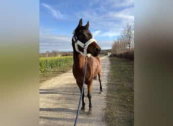 Vollblutaraber, Wallach, 7 Jahre, 150 cm, Brauner