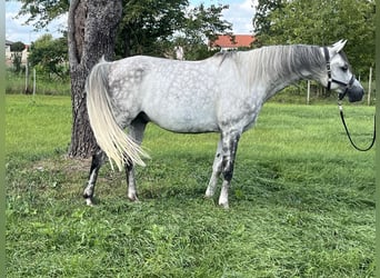 Vollblutaraber, Wallach, 7 Jahre, 153 cm, Apfelschimmel