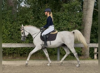 Vollblutaraber, Wallach, 7 Jahre, 154 cm, Schimmel