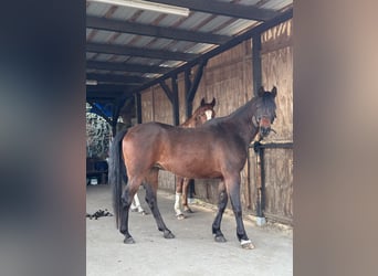 Vollblutaraber, Wallach, 7 Jahre, 155 cm, Brauner