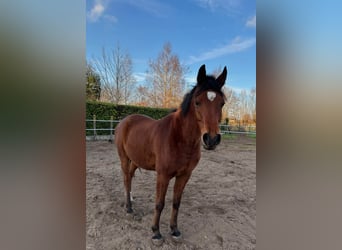 Vollblutaraber, Wallach, 7 Jahre, 155 cm, Brauner