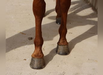Vollblutaraber, Wallach, 7 Jahre, 156 cm, Fuchs